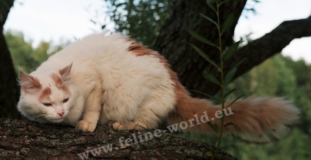 Turkish_Van_4 (RACE)